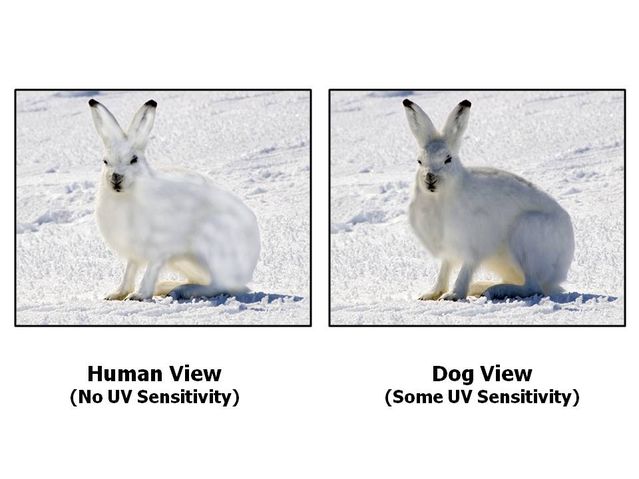 Dogs best sale visual spectrum